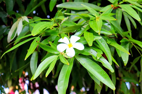 Flores Árboles Del Templo Budista Chalong Tailandia Isla Phuket — Foto de Stock