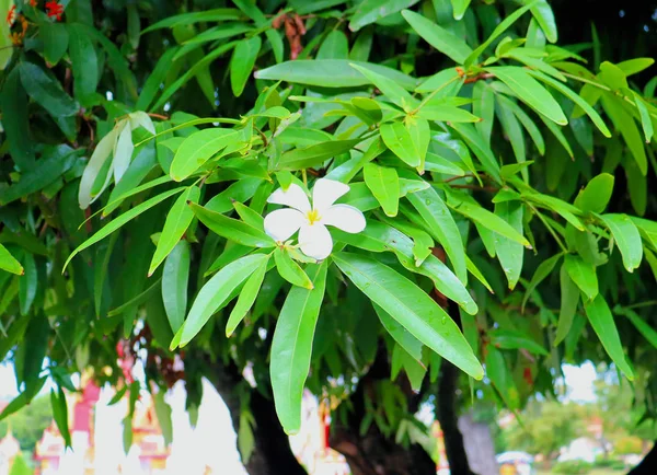 Цветы Деревья Буддийского Храма Чалонг Таиланде Острове Пхукет — стоковое фото