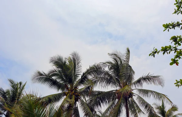 Krajina Pozadí Moře Textura Kameny Voda Listí Palmové Stromy — Stock fotografie