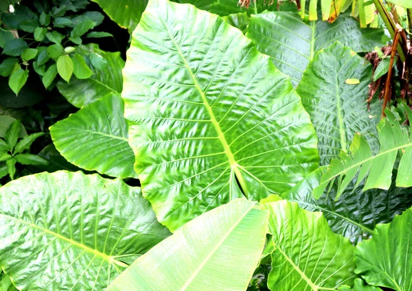 Hátterek Nézetek Textúra Trópusi Fák Levelek Pálmafák Bokrok Közeli — Stock Fotó