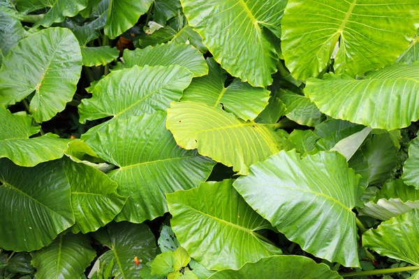 Fundos Vistas Textura Árvores Tropicais Folhas Palmeiras Arbustos Close — Fotografia de Stock
