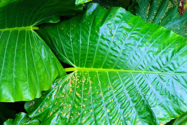 Fondos Vistas Textura Árboles Tropicales Hojas Palmeras Arbustos Primer Plano — Foto de Stock