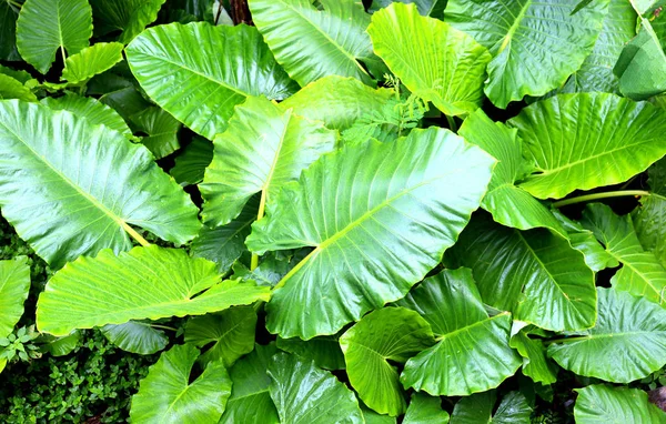 Fondos Vistas Textura Árboles Tropicales Hojas Palmeras Arbustos Primer Plano —  Fotos de Stock