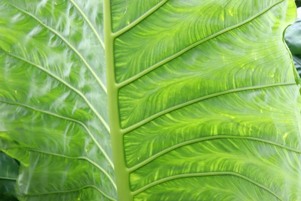 ビュー テクスチャ 熱帯の木 ヤシの木 クローズアップ — ストック写真