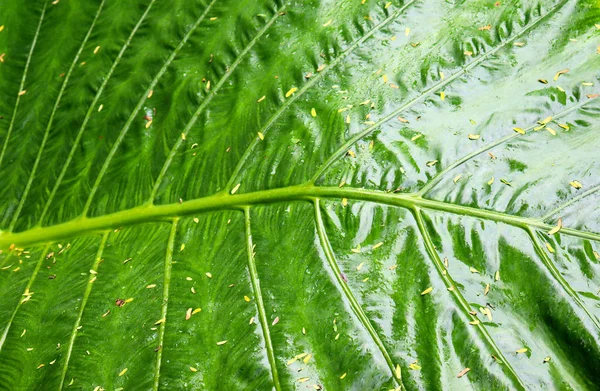 Fondos Vistas Textura Árboles Tropicales Hojas Palmeras Arbustos Primer Plano — Foto de Stock