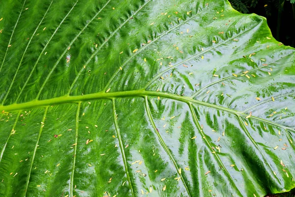 Fondos Vistas Textura Árboles Tropicales Hojas Palmeras Arbustos Primer Plano —  Fotos de Stock