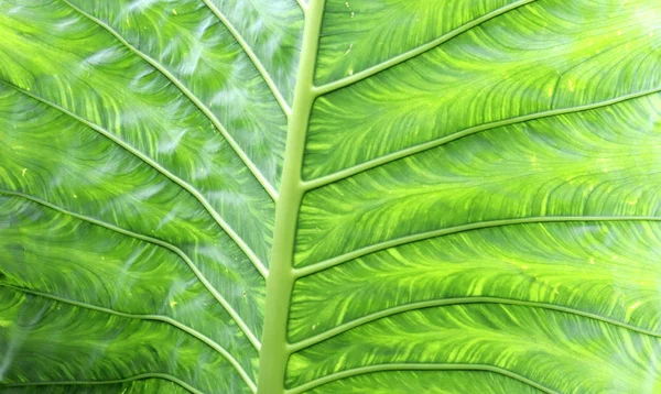 Taustat Näkymät Tekstuuri Trooppiset Puut Lehdet Palmut Pensaat Lähikuva — kuvapankkivalokuva