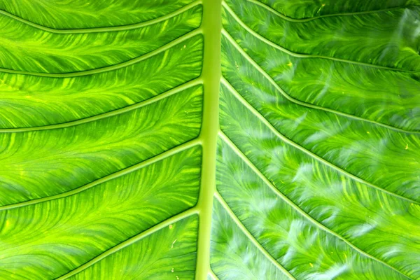 Fondos Vistas Textura Árboles Tropicales Hojas Palmeras Arbustos Primer Plano — Foto de Stock