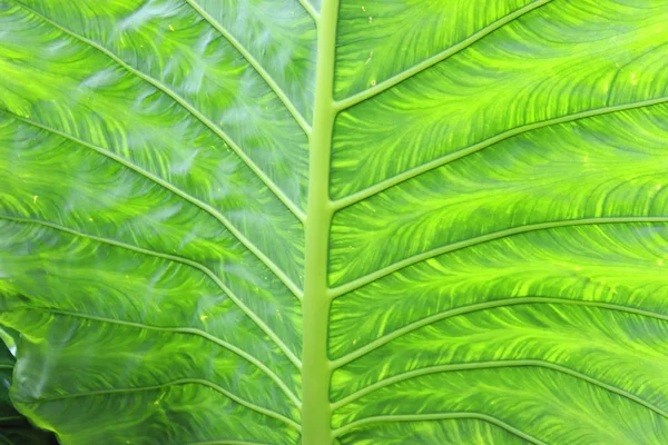 Fondos Vistas Textura Árboles Tropicales Hojas Palmeras Arbustos Primer Plano — Foto de Stock