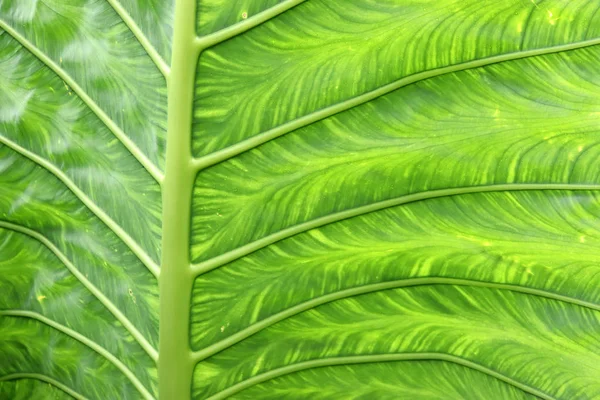 ビュー テクスチャ 熱帯の木 ヤシの葉や茂み クローズアップ — ストック写真