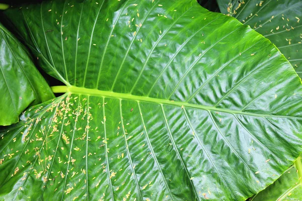 Achtergronden Uitzicht Textuur Tropische Bomen Palm Bladeren Struiken Close — Stockfoto
