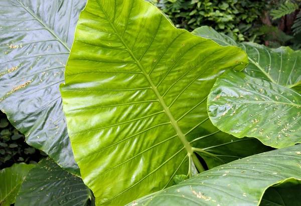 ビュー テクスチャ 熱帯の木 ヤシの葉や茂み クローズアップ — ストック写真