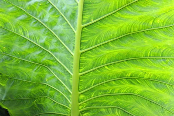 Achtergronden Uitzicht Textuur Tropische Bomen Palm Bladeren Struiken Close — Stockfoto