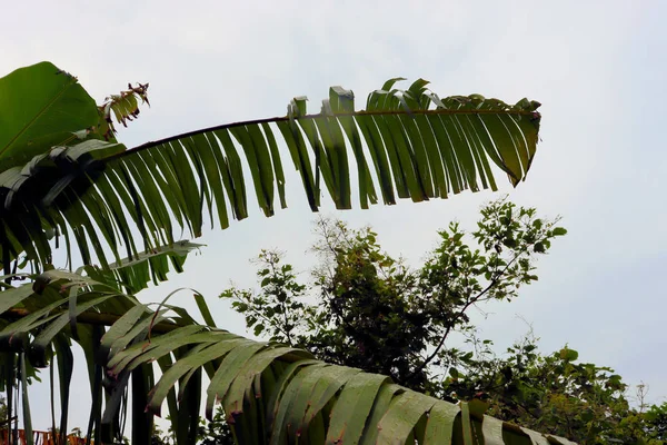 Fondos Vistas Textura Árboles Tropicales Hojas Palmeras Arbustos Primer Plano —  Fotos de Stock