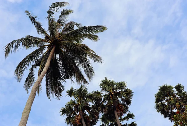 Pozadí Pohledy Palmové Stromy Proti Obloze Moři Hory — Stock fotografie