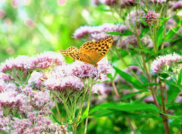 Sfondo Vista Autunno Farfalla Siede Fiore Luce Raggi — Foto Stock