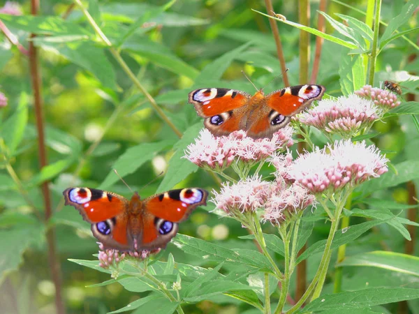 Sfondo Vista Autunno Farfalla Siede Fiore Luce Raggi — Foto Stock