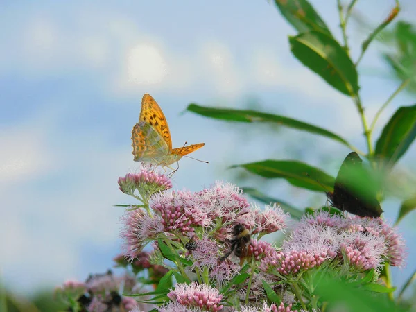 Sfondo Vista Autunno Farfalla Siede Fiore Luce Raggi — Foto Stock