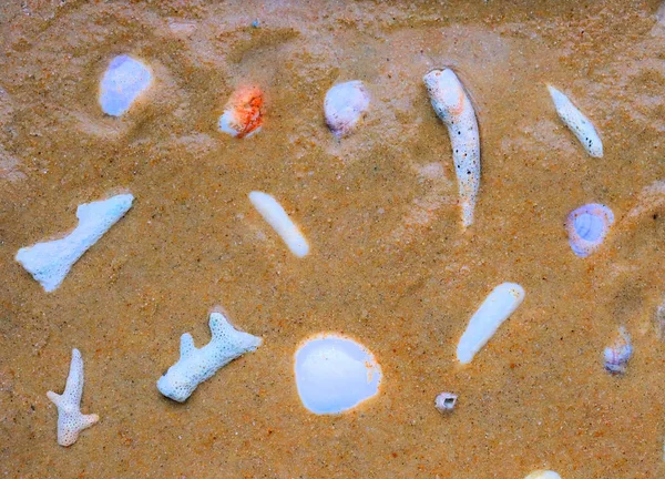 珊瑚和贝壳在沙滩上的彩色背景纹理 有彩色图案 — 图库照片