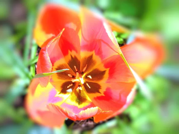 Vista Flores Grandes Uma Flor Vermelha Jardim Com Padrão Verde — Fotografia de Stock