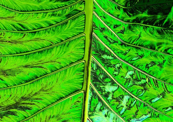 Relief Hintergrund Palmblätter Von Blumen Und Tropischen Pflanzen Mit Bunten — Stockfoto