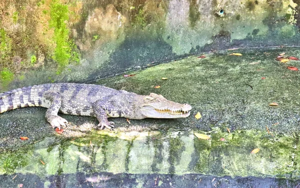 dangerous crocodiles in tropical animal park in asia in phuket