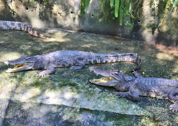 dangerous crocodiles in tropical animal park in asia in phuket