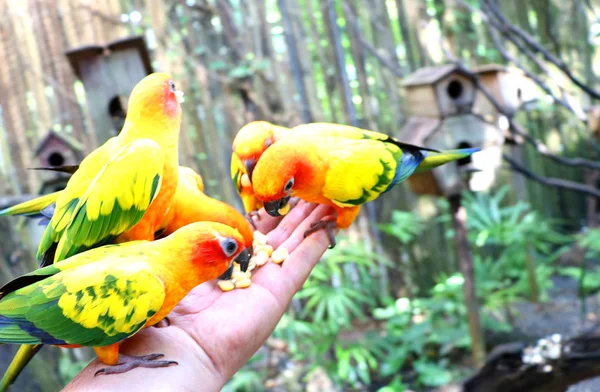 Красочные Птицы Попугаи Страус Тропическом Парке Птиц Азии Пхукете — стоковое фото