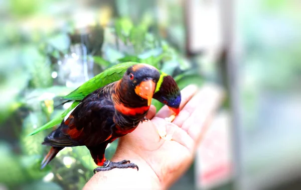 Oiseaux Colorés Perroquets Autruche Dans Parc Oiseaux Tropicaux Asie Dans — Photo