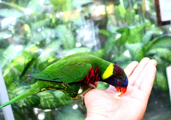 Oiseaux Colorés Perroquets Autruche Dans Parc Oiseaux Tropicaux Asie Dans — Photo