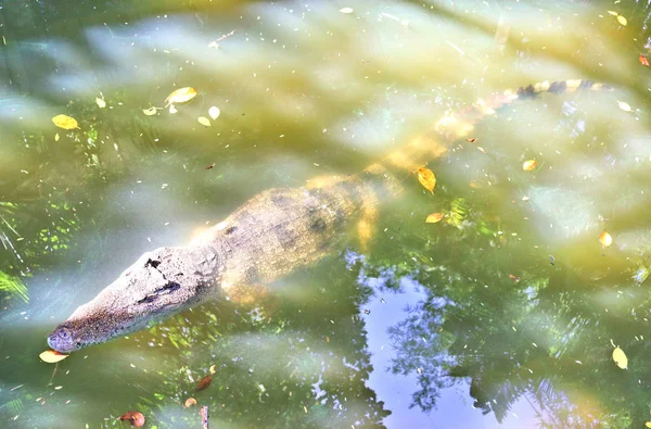 dangerous crocodiles in tropical animal park in asia in phuket
