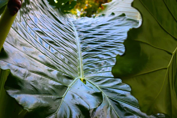 Великі Зелені Листочки Великим Зеленим Листям Квітами Садку Тропічної Флори — стокове фото