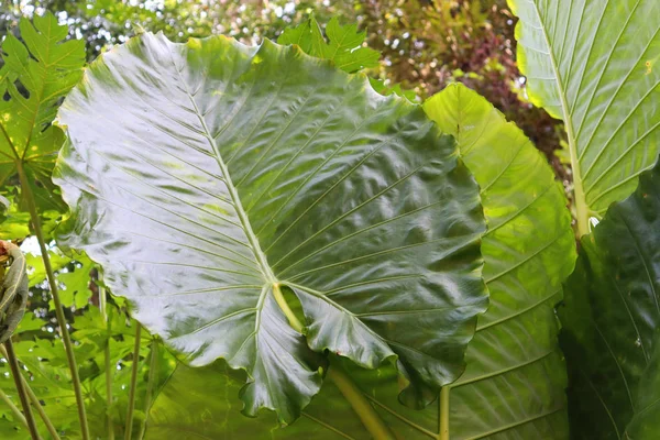 タイの熱帯植物園には大きな緑の葉と花があります — ストック写真