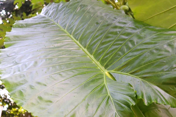 Grandes Hojas Verdes Anlarge Hojas Verdes Flores Jardín Flora Tropical — Foto de Stock