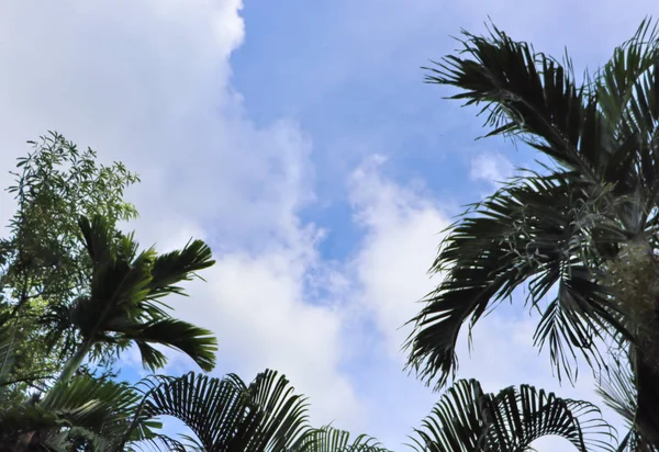 Grote Groene Bladeren Bloemen Een Tropische Flora Tuin Thailand Zon — Stockfoto