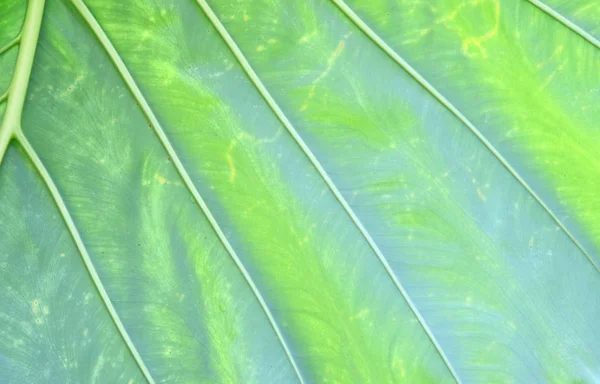 タイの熱帯植物園には大きな緑の葉と花があります — ストック写真