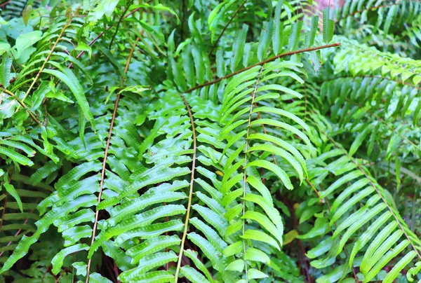 Große Grüne Blätter Angroßen Grünen Blättern Und Blüten Einem Tropischen — Stockfoto