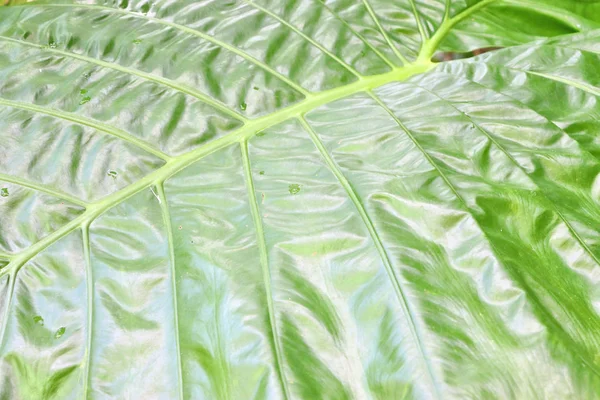 Große Grüne Blätter Angroßen Grünen Blättern Und Blüten Einem Tropischen — Stockfoto