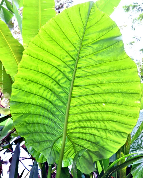 Duże Zielone Liście Duże Zielone Liście Kwiaty Tropikalnym Ogrodzie Flory — Zdjęcie stockowe