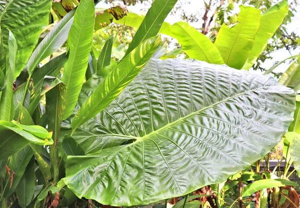 タイの熱帯植物園には大きな緑の葉と花があります — ストック写真