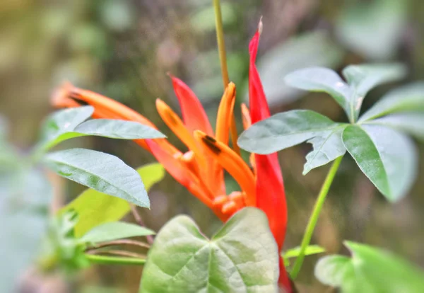 Store Grønne Blader Blomster Tropisk Florahage Thailand Sundet – stockfoto