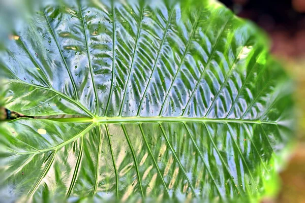 タイの熱帯植物園には大きな緑の葉と花があります — ストック写真