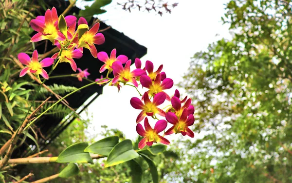 タイの熱帯植物園にある紫色の蘭の花 — ストック写真