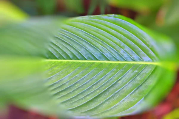 タイの熱帯植物園には大きな緑の葉と花があります — ストック写真