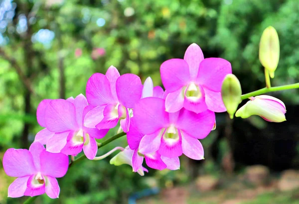 タイの熱帯植物園にある紫色の蘭の花 — ストック写真