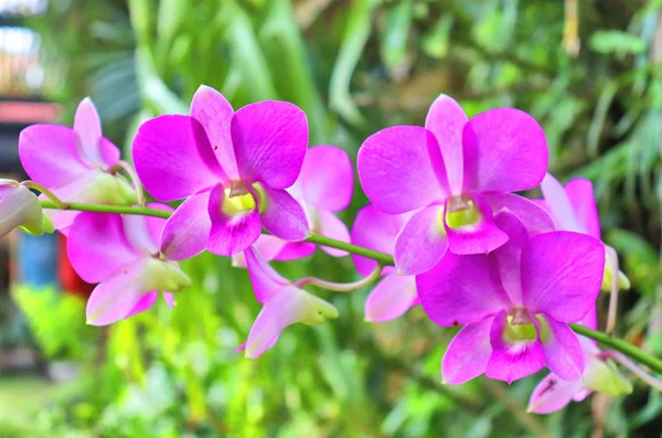 Fialové Orchidej Květiny Tropické Flóře Zahradě Thajsku — Stock fotografie