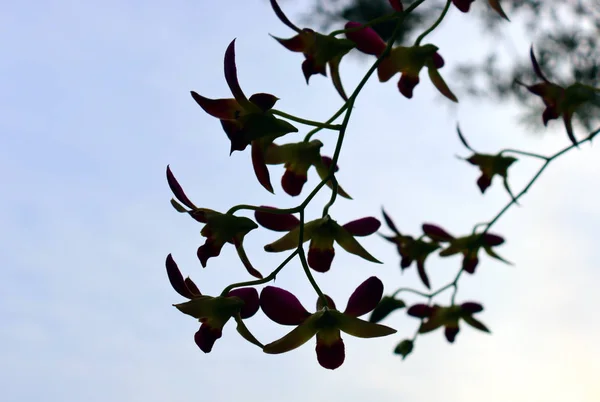 Lila Orchidea Virágok Trópusi Flóra Kertben Thaiföldön — Stock Fotó