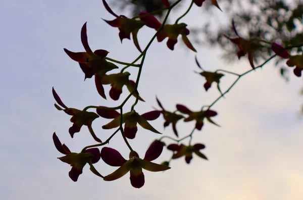 Fialové Orchidej Květiny Tropické Flóře Zahradě Thajsku — Stock fotografie