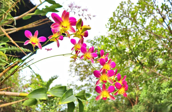タイの熱帯植物園にある紫色の蘭の花 — ストック写真
