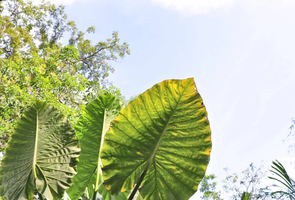 Grandes Folhas Verdes Anlarge Folhas Verdes Flores Jardim Flora Tropical — Fotografia de Stock